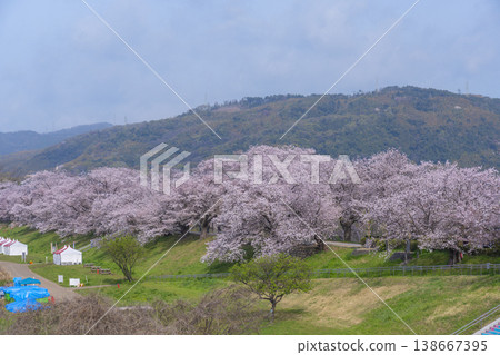 Cherry blossoms at Sewari Embankment in full bloom Cherry blossoms at Sewari Embankment in full bloom 138667395