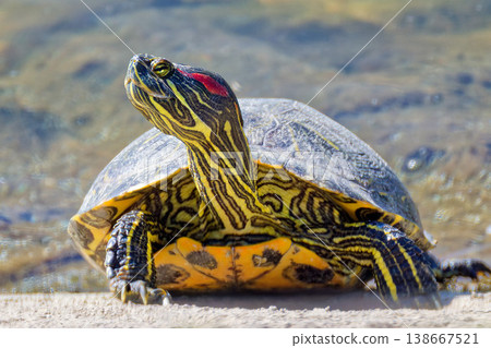 A red-eared slider turtle looking to the side. A red-eared slider turtle looking to the side. 138667521