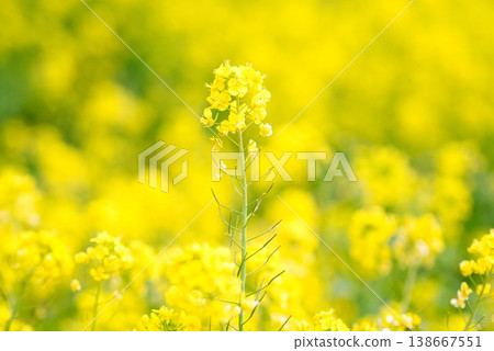 [Iyo City, Ehime Prefecture] Rapeseed field in Uruzumi 138667551