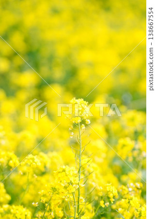 [愛媛郡伊予市] 浦住的油菜田 138667554