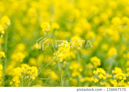 [Iyo City, Ehime Prefecture] Rapeseed field in Uruzumi 138667570