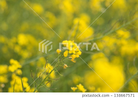 [Iyo City, Ehime Prefecture] Rapeseed field in Uruzumi 138667571
