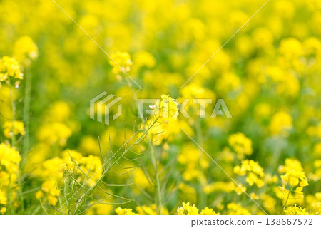 [Iyo City, Ehime Prefecture] Rapeseed field in Uruzumi 138667572