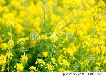 [Iyo City, Ehime Prefecture] Rapeseed field in Uruzumi 138667573