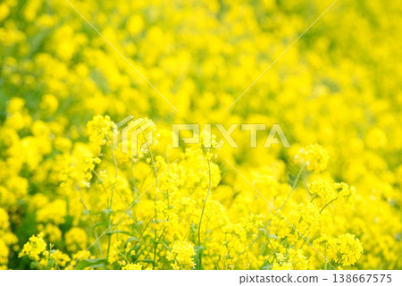 [Iyo City, Ehime Prefecture] Rapeseed field in Uruzumi 138667575