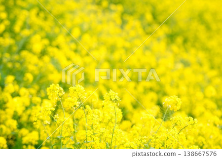 [Iyo City, Ehime Prefecture] Rapeseed field in Uruzumi 138667576