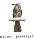 A brown-eared bulbul facing forward 138667577