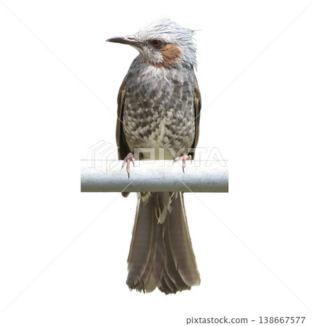 A brown-eared bulbul facing forward A brown-eared bulbul facing forward 138667577