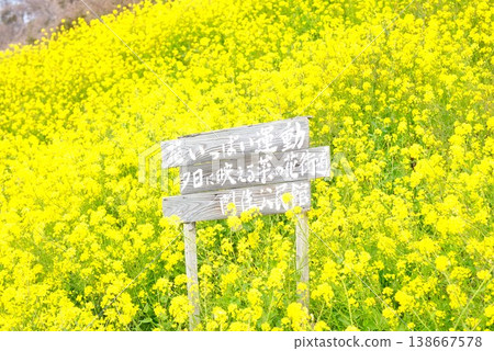 [Iyo City, Ehime Prefecture] Rapeseed field in Uruzumi 138667578