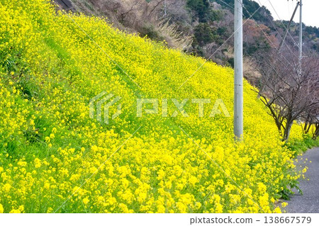 [愛媛郡伊予市] 浦住的油菜田 138667579