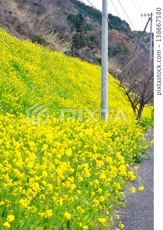 [愛媛郡伊予市] 浦住的油菜田 138667580