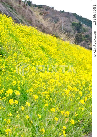 [愛媛郡伊予市] 浦住的油菜田 138667581