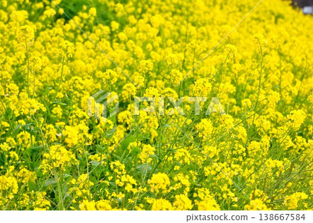 [Iyo City, Ehime Prefecture] Rapeseed field in Uruzumi 138667584
