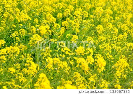 [Iyo City, Ehime Prefecture] Rapeseed field in Uruzumi 138667585