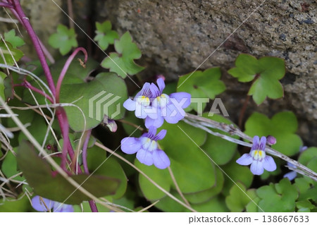 春天，路邊會開出細小的淡紫色花朵，是常春藤葉亞麻薺。 138667633