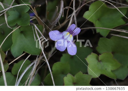 Tiny, pale purple flowers of the ivy-leaved toadflax bloom by the roadside in spring. Tiny, pale purple flowers of the ivy-leaved toadflax bloom by the roadside in spring. 138667635
