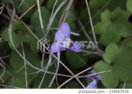 Tiny, pale purple flowers of the ivy-leaved toadflax bloom by the roadside in spring. 138667636