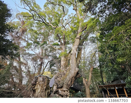 Great Camphor Tree or Okusu located on the grounds of Kinomiya Shrine in Atami, Japan 138667703