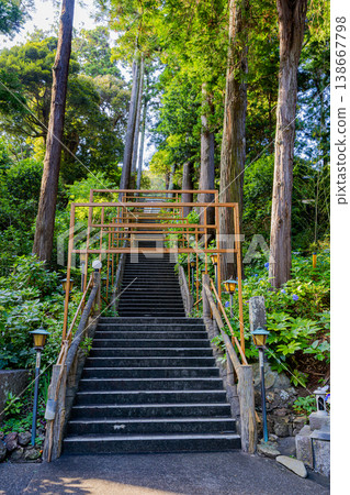 Hydrangeas at Mano-ji Temple, Chiba Prefecture 138667798