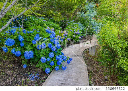 Hydrangeas at Mano-ji Temple, Chiba Prefecture 138667822