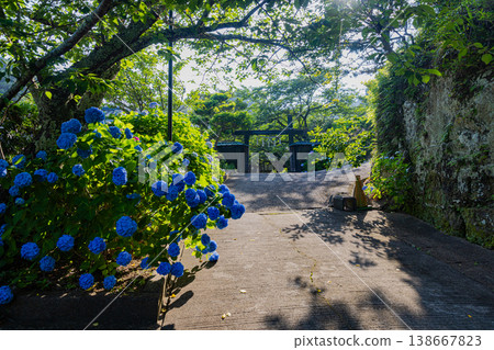 Hydrangeas at Mano-ji Temple, Chiba Prefecture Hydrangeas at Mano-ji Temple, Chiba Prefecture 138667823