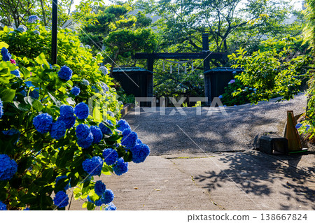 Hydrangeas at Mano-ji Temple, Chiba Prefecture Hydrangeas at Mano-ji Temple, Chiba Prefecture 138667824