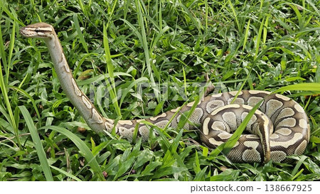 A stunning Ball Python with a beautiful patterned skin glides through lush green grass, showcasing its alert and graceful posture in its natural environment A stunning Ball Python with a beautiful patterned skin glides through lush green grass, showcasing its alert and graceful posture in its natural environment 138667925