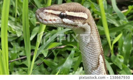 A stunning Ball Python with a beautiful patterned skin glides through lush green grass, showcasing its alert and graceful posture in its natural environment A stunning Ball Python with a beautiful patterned skin glides through lush green grass, showcasing its alert and graceful posture in its natural environment 138667930