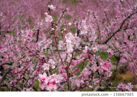 春日天堂:和歌山桃花盛開。 春日天堂:和歌山桃花盛開。 138667985