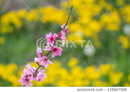 A spring paradise: Peach blossoms in full bloom in Wakayama. A spring paradise: Peach blossoms in full bloom in Wakayama. 138667986