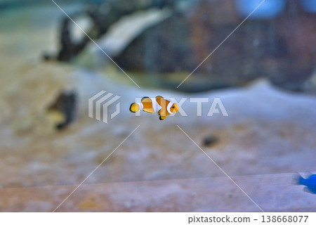 Clown anemonefish Clown anemonefish 138668077