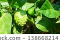 Fresh Green Noni Fruit on Tree with Lush Green Leaves 138668214