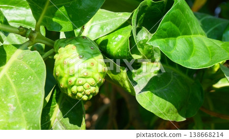 Fresh Green Noni Fruit on Tree with Lush Green Leaves Fresh Green Noni Fruit on Tree with Lush Green Leaves 138668214