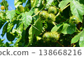 Green Fetid Passionflower Fruits with Hairy Bracts on Vine 138668216