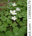 Two-flowered grass 138668279