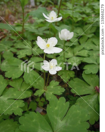 Two-flowered grass Two-flowered grass 138668279