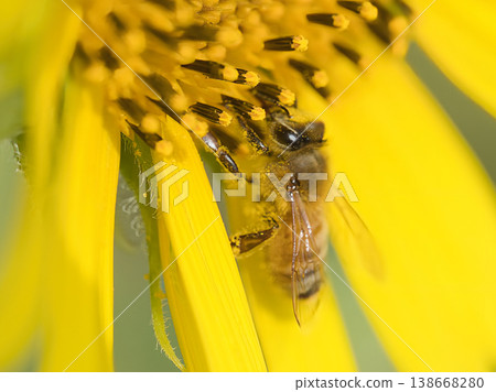 Honeybees sucking sunflower nectar Honeybees sucking sunflower nectar 138668280