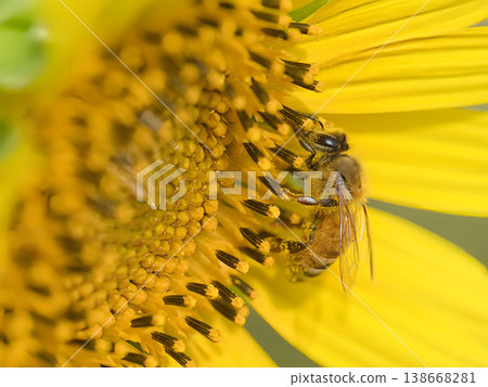 Honeybees sucking sunflower nectar Honeybees sucking sunflower nectar 138668281