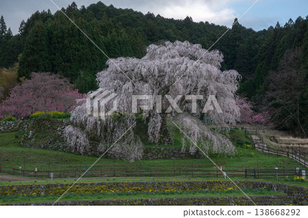 Weeping cherry blossoms blooming in the foothills: Matabei Cherry Weeping cherry blossoms blooming in the foothills: Matabei Cherry 138668292