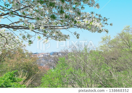 Images of spring: Oshima cherry blossoms and the spring countryside Images of spring: Oshima cherry blossoms and the spring countryside 138668352