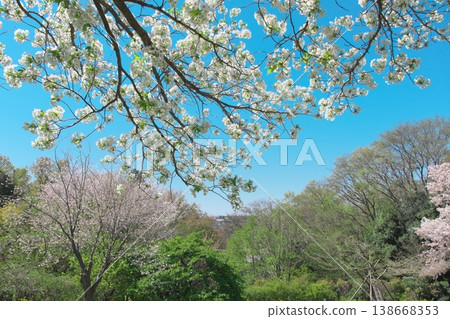 Images of spring: Oshima cherry blossoms and the spring countryside 138668353