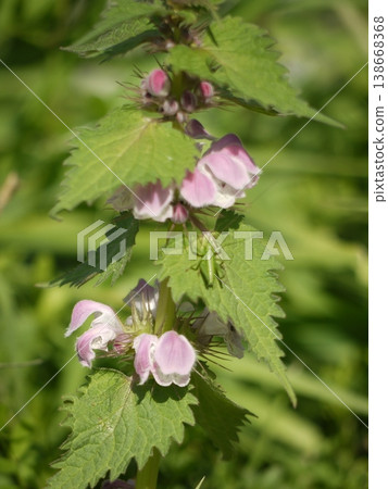 Odorikosoto之花 Odorikosoto之花 138668368