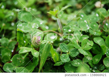 White clover wet in the rain White clover wet in the rain 138668421