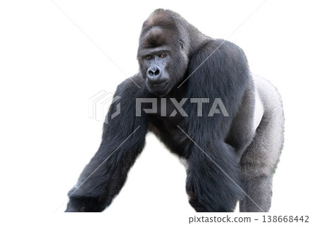 western lowland gorilla isolated on white background 138668442