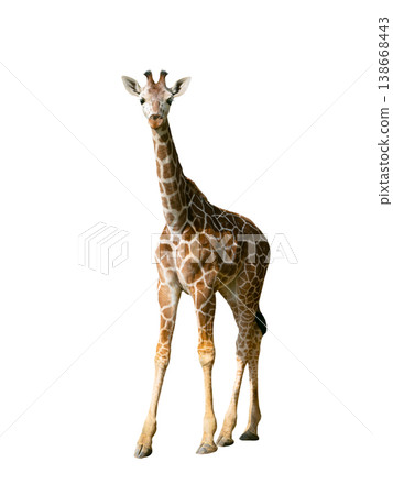 young giraffe isolated on white background young giraffe isolated on white background 138668443