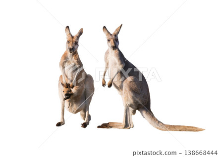 family of red kangaroos on white background 138668444