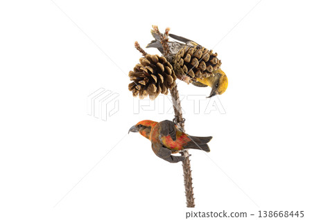 female and male crossbill bird near pine cones isolated on white background 138668445