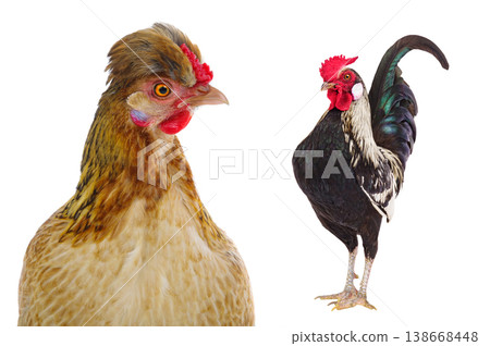 rooster and chicken isolated on white background rooster and chicken isolated on white background 138668448
