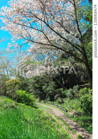 Cherry blossoming path 138668474