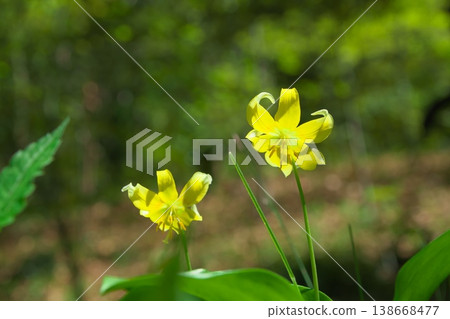 Image of spring: Yellow Dogtooth Violet Image of spring: Yellow Dogtooth Violet 138668477